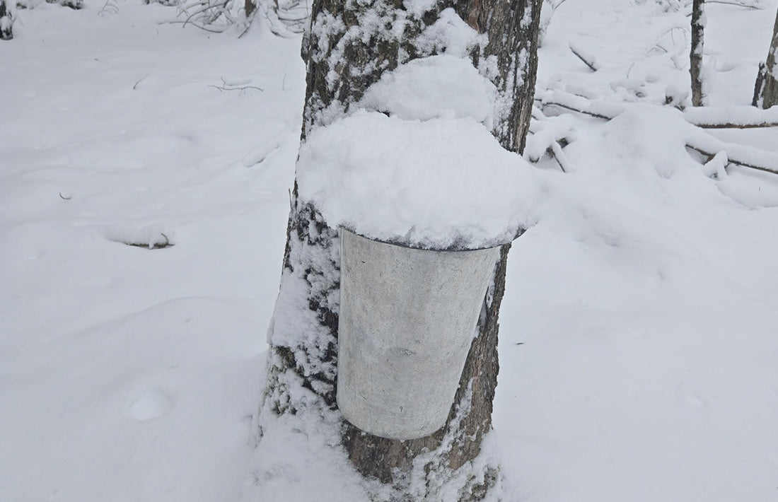 Still Producing Sap For a Few More Days