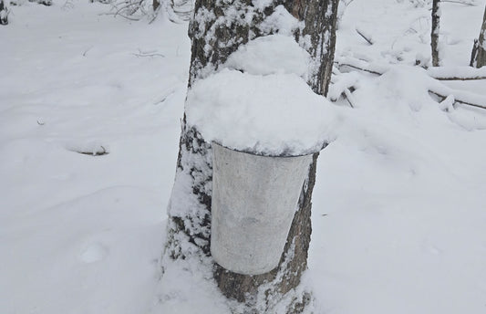 Still Producing Sap For a Few More Days