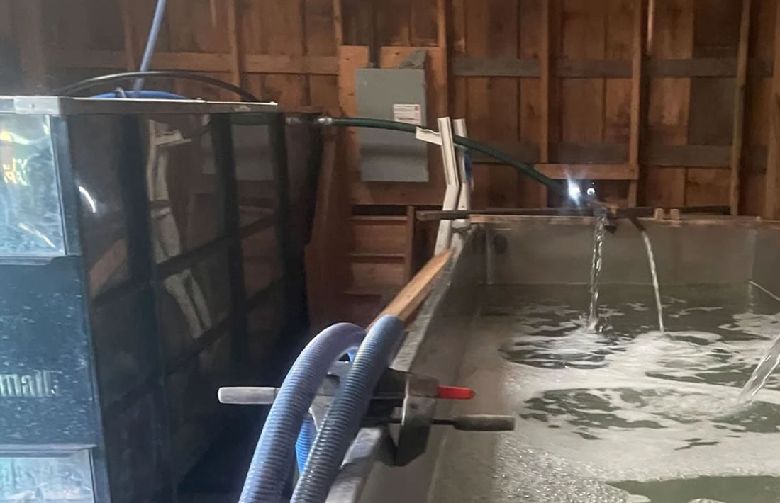 This year's sap run ramps up